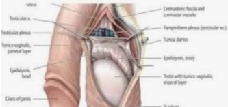 Cara Mengatasi Ejakulasi Dini dan Peran Wanita